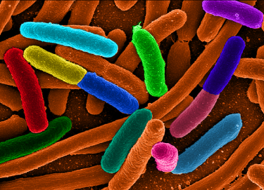 Evolution and the E. coli Breakout