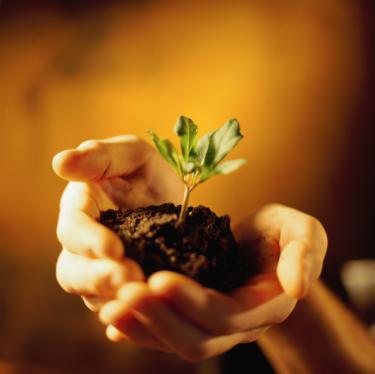 Plant growing in hand - Are We Thriving or Just Coping? 