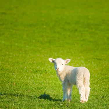 Lamb in green pasture - Christ Our Passover, Was Sacrificed for Us