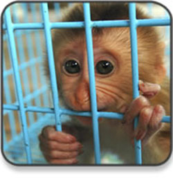 Did God Give Animals Rights?