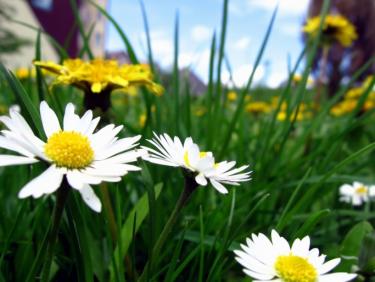 Close up of daisies in the grass - How World Peace Will Come