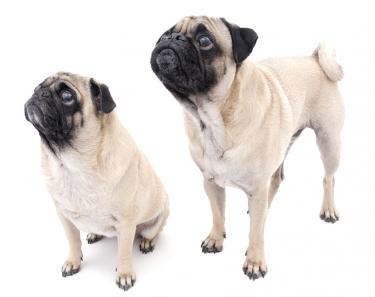 In the News: A Dog