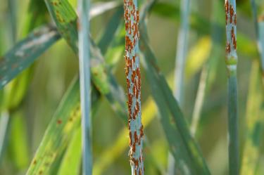 Rusty Wheat: New Fungus Threatens Crops
