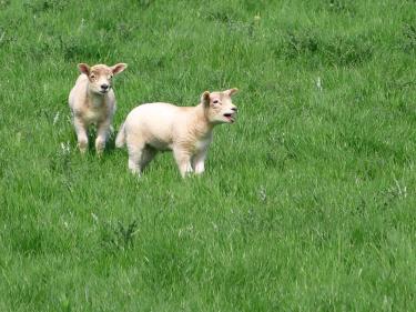 sheep god