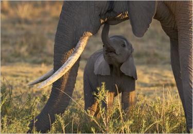 The Luangwa Elephants: A Lesson for All