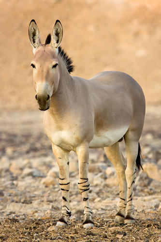 Wild donkey