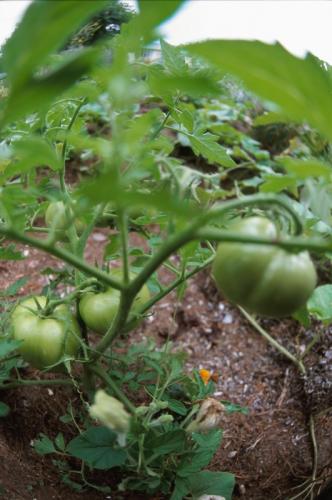 Planning a Garden of Growth