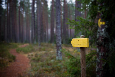 arrow on a path in woods