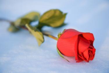Sing red rose on the snow - Reflections on the Dunblane Tragedy