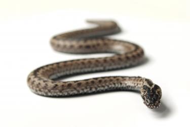 The serpent, or snake, is biblically associated with Satan.