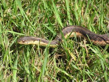 Surviving the Serpent - Part One