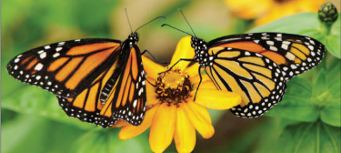 Spiritual Maturity: Are You Like a Butterfly?