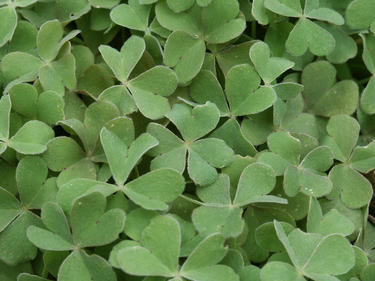 Patch of clovers