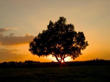 Sunset behind tree - The Rest of the Story: The Story of Rest