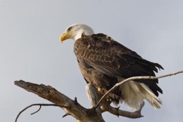 Vantage Point: Like an Eagle
