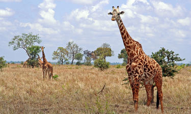 giraffes