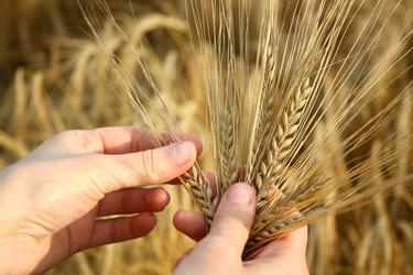 hands holding wheat stalks