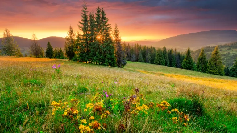If you believe God and that the Bible is His word, the Bible, then believe that Jesus Christ will return to bring this promised paradise to earth and to transform this world into a new Eden! A beautiful field of flowers, trees and sun.