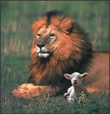 Photo of a lion and lamb sitting together.