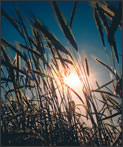 Wheat stalks in the sunlight.