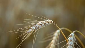 a few strands of wheat