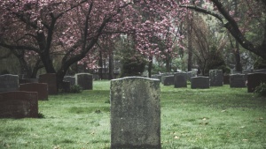 tombstones in a field shaded by trees with pink blossoms