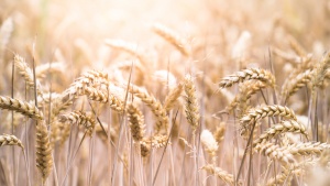 Field of wheat