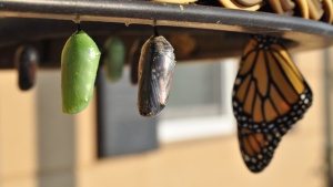 three stages of butterfly development hanging upside down, side by side, with the early cocoon on the far left and the adult butterfly on the far right