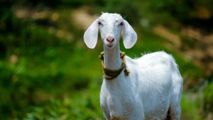 a goat with a rope collar standing in the grass