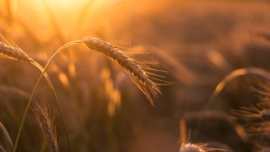 a field of wheat lighted by golden sunshine