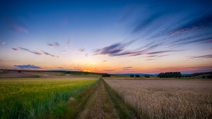 A large expanse of wheat fields.