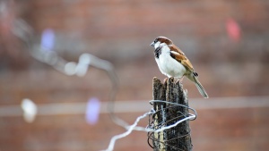 A sparrow sitting on a old fence post.