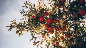 Looking up at apples on a tree.