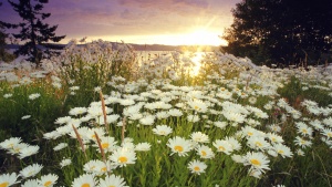 A field of daisy flowers in a field.