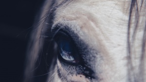 Upclose of the forehead and eye of a horse.