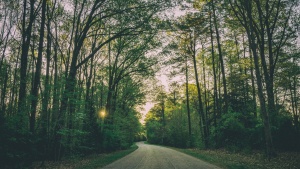 A gravel path through a forest.