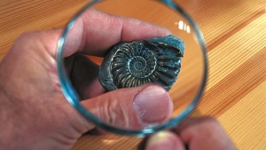 ammonite