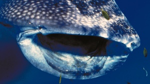 Whale shark