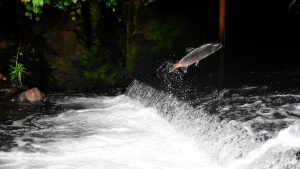 Salmon swimming upstream. 