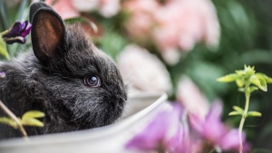 A rabbit in a basket.