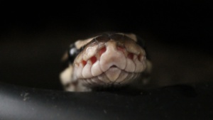 Upclose photo of a snake's head.