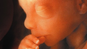 An unborn baby.