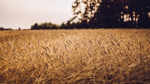 Grain field.