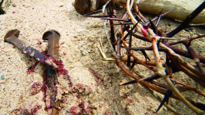 A crown of thorns, nails, hammer and post.