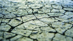 Dried cracked ground. 