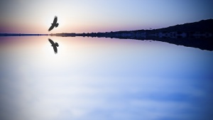 A eagle flying over water.