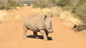 A rhino on a dirt road.