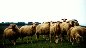 A herd of sheep.