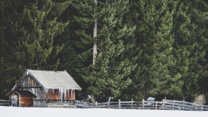 A old shack in a forest.