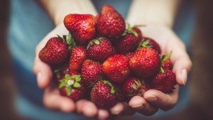 A woman's hands cupped holding strawberries.
